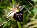 Ophrys sipontensis